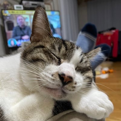 はちぽん(推定10歳) 2016年に我が家に侵入に成功して三男となりました。 JAL大好き🐢🐢🐢🌟🌟🌟🌟、ANAはSFC、御朱印巡り、サウナが大好きサウニストを目指してます。よろしくお願いします🙏