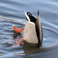 Андрій та кринжні 🦆 (@akdmeh) 's Twitter Profile