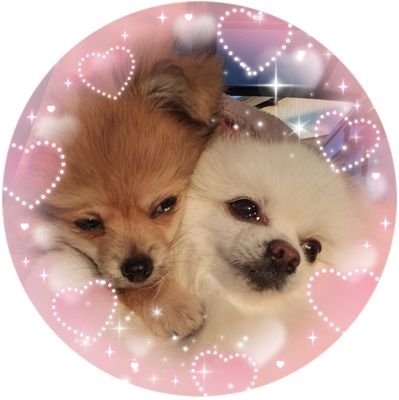 🐶のんたん♀@ポメラニアン 2013.4                                              🐶あお♂@ポメチワ 2023.7
フォローご自由に✨無言フォロー失礼しますm(*_ _)m