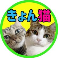 きょんの猫部屋 (@birukari1324) 's Twitter Profile Photo きょんの猫部屋 (@birukari1324) 's Twitter Profile Photo