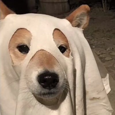 prestigious dog meme coin | wif killer | https://t.co/fgjHMcat05