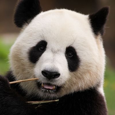 This online store is dedicated to panda products. To learn more, you can visit this following link: https://t.co/koVllTU2Id