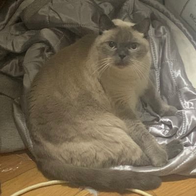 Morurururu88's profile picture. 🇭🇰 ｜🎨📷 主Ac：757dmoru