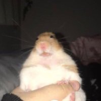 HAMPTER (@broidkanymore11) 's Twitter Profile