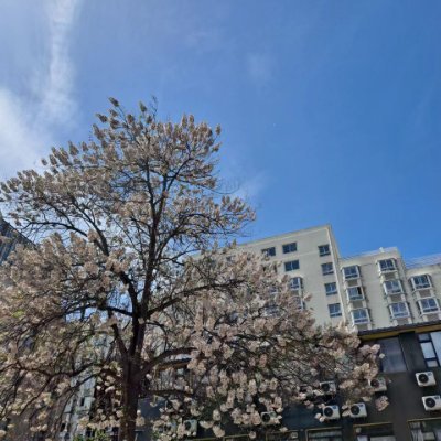 NYang40764's profile picture. 