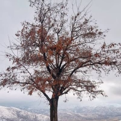 Melic95phm8's profile picture. Proud Iranian woman