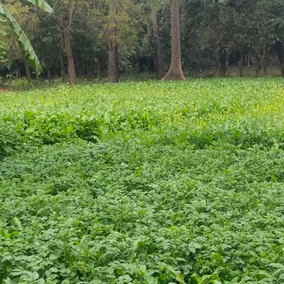 AsadAtt57395732's profile picture. 