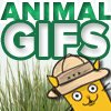 Animal Gifs(@AnimalGifs) 's Twitter Profile Photo