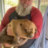 gow_derek's profile picture. Ecologist, reintroduction specialist and farmer. Author of Bringing Back the Beaver pub by Chelsea Green September 2020.
