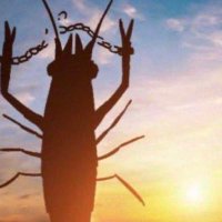 average fan (@lissousage) 's Twitter Profile