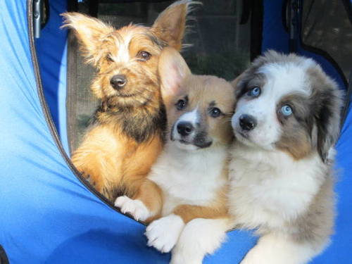 RoyaltyPuppies's profile picture. Specializing in Miniature and Small Standard Australian Shepherds, Pembroke Welsh Corgis as well as Norwich Terriers and plenty of puppy love!