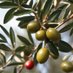 Olive Branch 🌳 (@olivebranch2026) Twitter profile photo Olive Branch 🌳 (@olivebranch2026) Twitter profile photo