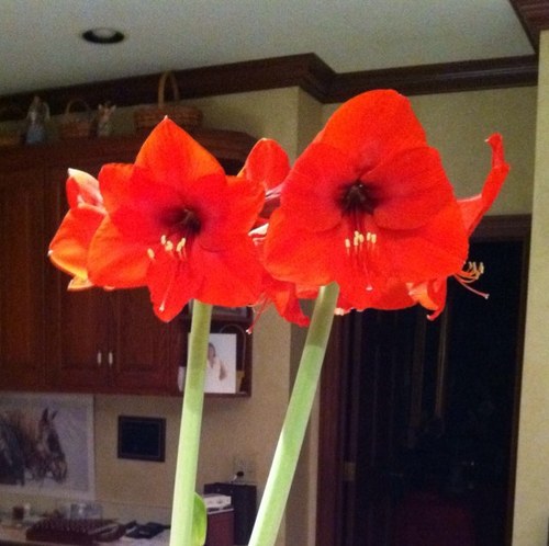 Feed the Birds, grow the Flowers, harvest the Vegetables!