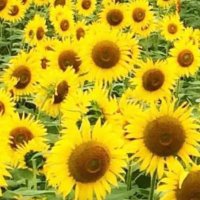 pipi_himawari (@pipi_himawari) 's Twitter Profile