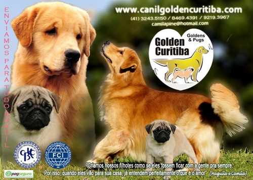 Golden Retriever e Pug.  Canil Golden Curitiba  Enviamos para todo Brasil. camilapine@hotmail.com  (41)3243.5150/(41)98469.4391