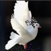 غيــ ͢ــوم (@nnntt345) Twitter profile photo غيــ ͢ــوم (@nnntt345) Twitter profile photo
