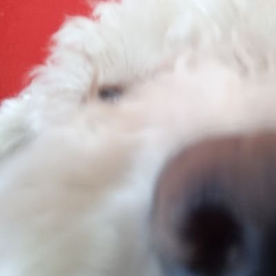 halang200022vv's profile picture. 