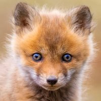 φ w̾y̾s̾i̾f̾o̾x̾ 💨 ̾ 🐢 ☮️ 🔻 (@wysifox1) 's Twitter Profile Photo φ w̾y̾s̾i̾f̾o̾x̾ 💨 ̾ 🐢 ☮️ 🔻 (@wysifox1) 's Twitter Profile Photo