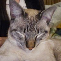 paperclip 🐰 (@mouseybox) 's Twitter Profile