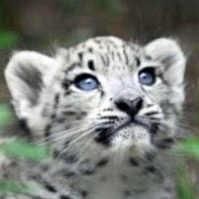 Ami_Snowleopard Profile Picture