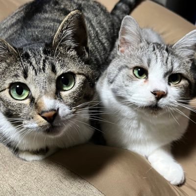 つむぎ♂とゆず♀(猫)と音ゲ(弐寺中伝)とPhasmophobiaとナイトレインとモンハンとM:TGとEDFとGTA5とウマ娘とどうでしょう藩士。音ゲ老人会。日本一音ゲーサークル。無言フォロー失礼します。