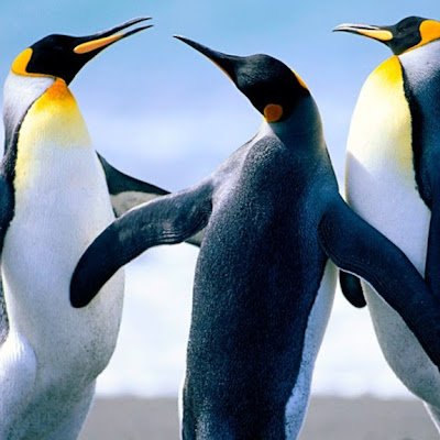 PhamHCanh's profile picture. 