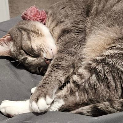 notsomeonesbot's profile picture. I Stand With Johnny Depp