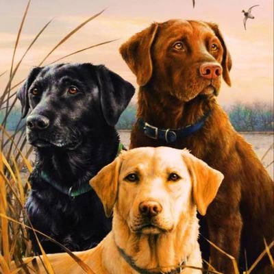 wellcome to labrador lover we share daily #labrador contents follow us if you really love @sweet_labrador please follow me 🥰