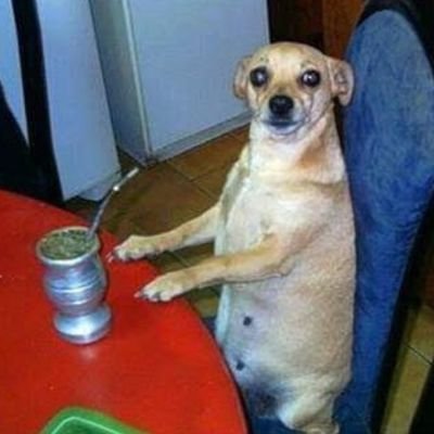triste el pobre que oliendo a bosta se cree el dueño de las vacas