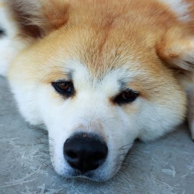 優良物犬さんのプロフィール画像