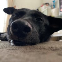 kumasan (@mp1kdxgi8qizifc) 's Twitter Profile
