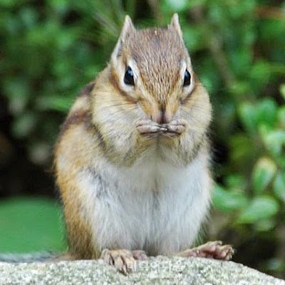 kor_chipmunk's profile picture. Software Engineer