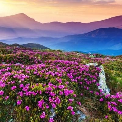 bsam28964's profile picture. Nature Lover 🥰
Time is the best medicine so please keep patience 🙏🏻