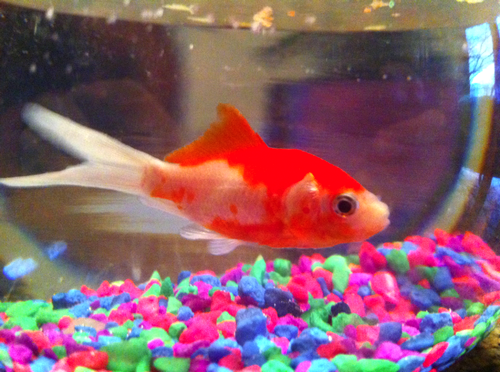 Blub blub blub.