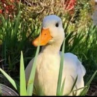 阿澄不直 (@sunnywolfwolf) 's Twitter Profile