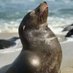 Sevilla Sealion (@AnnaNunu1245) Twitter profile photo