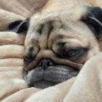 りおんとクロエ (@lion37_pug) 's Twitter Profile