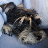 DanutaWW 🇵🇱🇪🇺🐕🐈 (@danuta48215) 's Twitter Profile