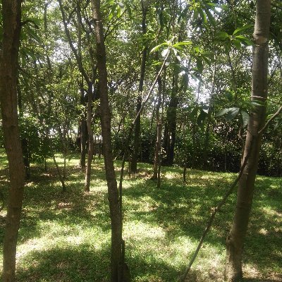 TadereraLucky's profile picture. entrepreneur and farmer