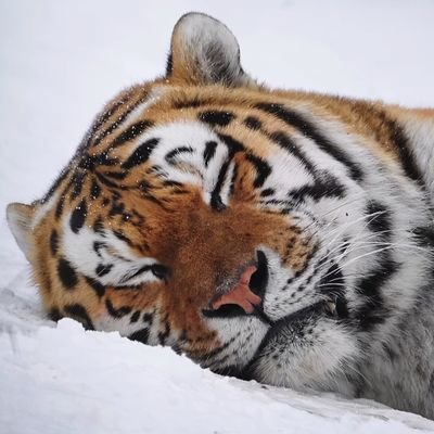 😼