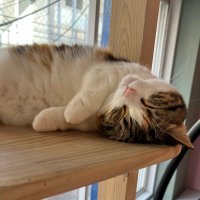 あくあびっと@司法書士試験 (@aquatimeee) Twitter profile photo