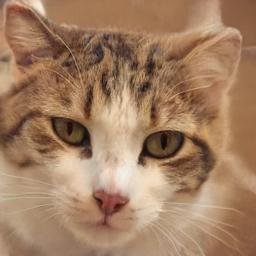 BartellSha87935's profile picture. 