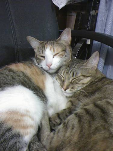 rphmetallica's profile picture. 