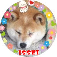 イトー(GOOFY KINGLETS) (@ito_cajamarca) 's Twitter Profile Photo