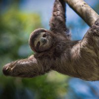 Sloth(@South__Animal) 's Twitter Profile Photo