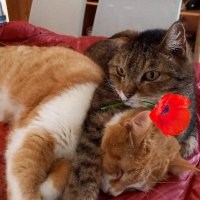 Mariangela🐈🌈 (@mariang68677283) 's Twitter Profile Photo Mariangela🐈🌈 (@mariang68677283) 's Twitter Profile Photo