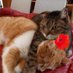 Mariangela🐈🌈 (@mariang68677283) Twitter profile photo Mariangela🐈🌈 (@mariang68677283) Twitter profile photo