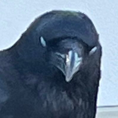 大瑠璃刹斗(戯言屋)さんのプロフィール画像