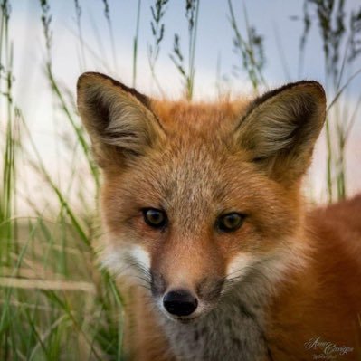 🦊 Concerned Parent | Lisica | Health news, politics, advocacy & community | 