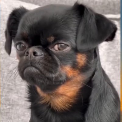 MccoolDude17665's profile picture. Forklift Certified and a member of the wig party